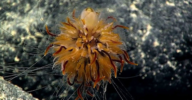 Video: Dandelion-like creature in the deep sea