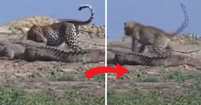 Video: Daredevil to steal food among crocodiles