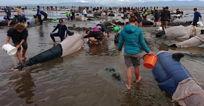 Video: Desperate effort to save 416 whales from drifting to the coast of New Zealand