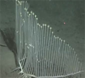 Video: Detecting a harp-like sponge