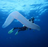Video: Detecting a sea monster 30m long