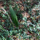 Video: Detecting strange plants 'dancing'?