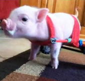 Video: Disadvantaged pigs go on wheelchairs causing fever on the internet