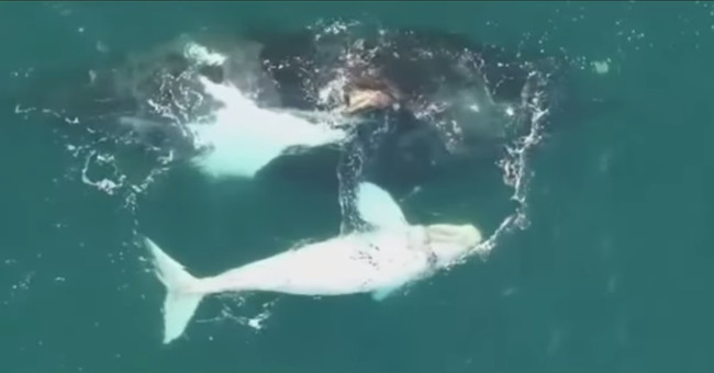 Video: Discovering an extremely rare white whale off Australia
