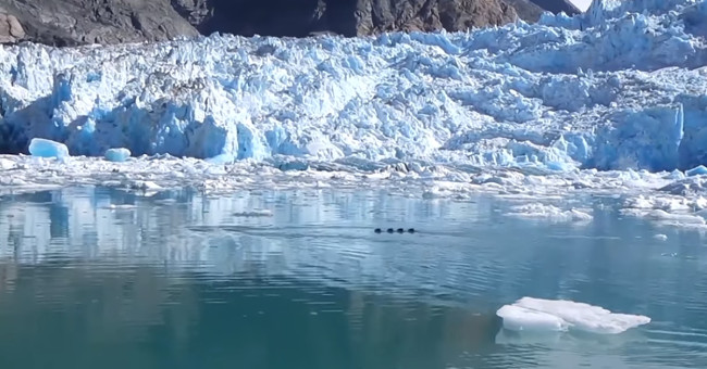 Video: Discovering giant dragon monsters on the glacier?
