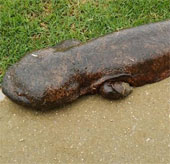 Video: Discovering the strange giant salamander in Japan