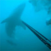 Video: Divers are lucky to survive in the face of white sharks
