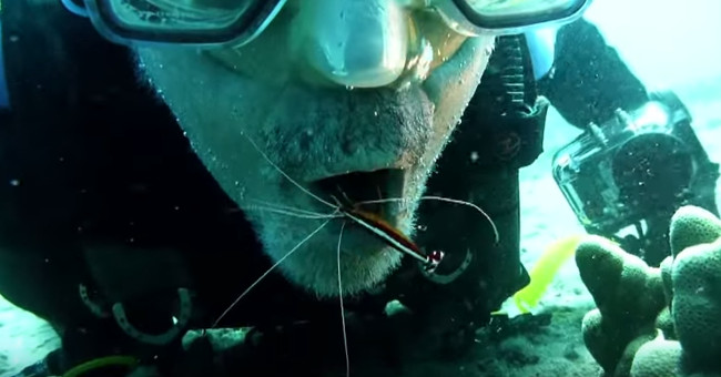 Video: Divers dive to let shrimp clean up food on the teeth
