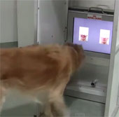 Video: Dogs know how to distinguish emotions on people's faces