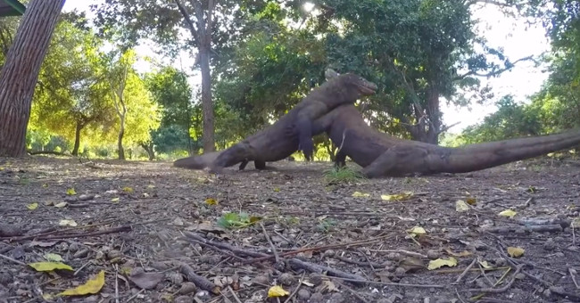 Video: Dragon komodo drama battle on Indonesian island