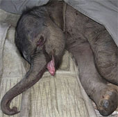 Video: Elephants cry for 5 hours because of their mother's neglect