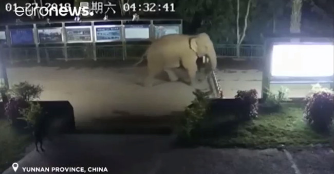 Video: Elephants naturally cross the border before the inability of the Chinese border