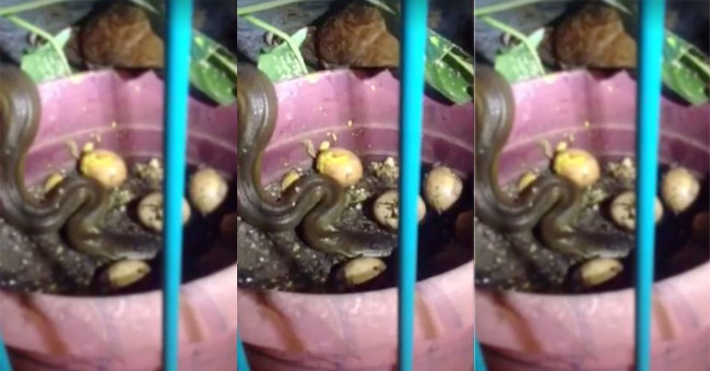 Video: Encountering wild snakes stealing eggs, mother chickens surgery to stop