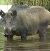 Video: European zoo animals are bewildered by the flood