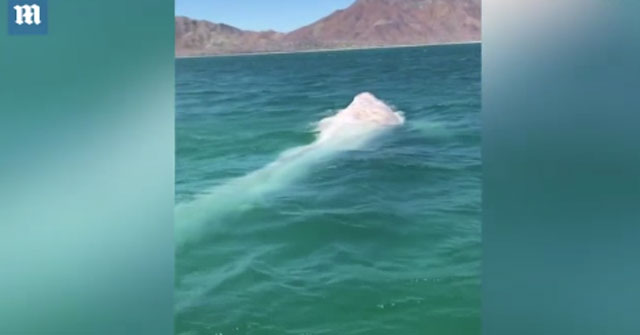 Video: Finding rare albino whales off Mexico