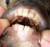 Video: Fish have human-like teeth