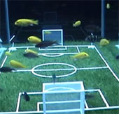 Video: Fish kicks in the underwater championship