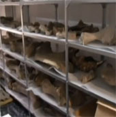 Video: Fishery cemetery in Chile