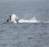 Video: Flock of ferocious whales eating main meat