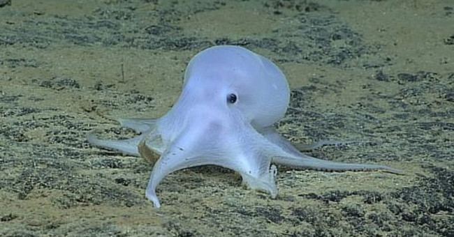 Video: Found strange octopus near Hawaii