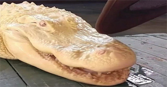 Video: 'Ghost crocodile' white, pink eye extremely rare in America
