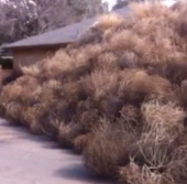 Video: Ghost grass 'devour' the desert house