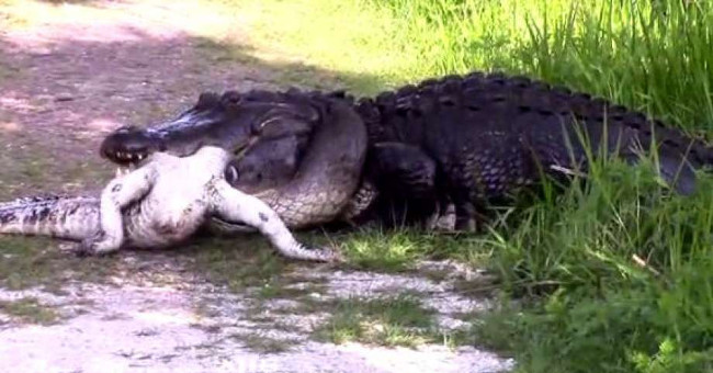 Video: Giant carnivorous alligator in America