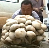 Video: Giant mushroom in China