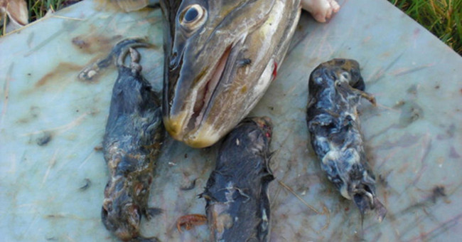 Video: Giant salmon stalking rats