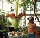 Video: Giant scavenger blooms in Denmark
