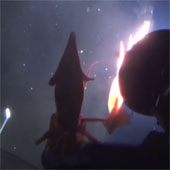Video: Giant squid attacked submarine