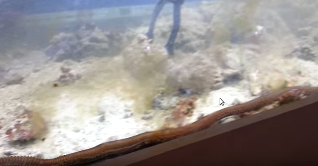 Video: Giant worms hide in aquariums for 2 years