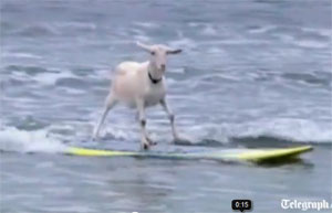 Video: Go to show off your skills for surfing