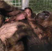 Video: Gorilla first met her