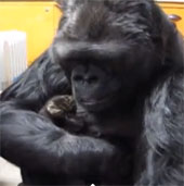 Video: Gorilla playing with kittens