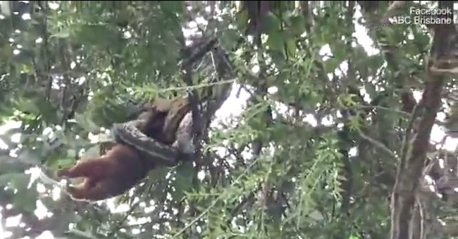 Video: Grasping the head of a animal with a bag on the top of the tree to swallow