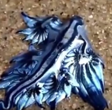 Video: 'Green Dragon' poisoned Australia's coast