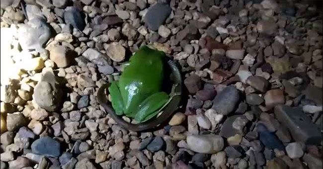 Video: Green frog swallowed solid for two minutes