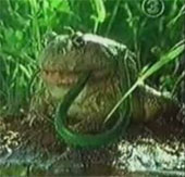 Video: helplessly defeating, swallowing the ghost-filled snake