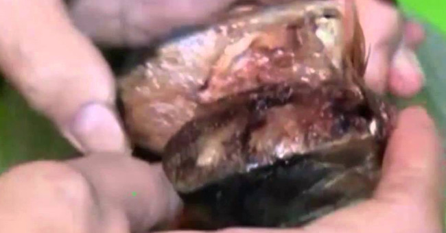 Video: Herring belly glows blue suspicious of radioactive poisoning