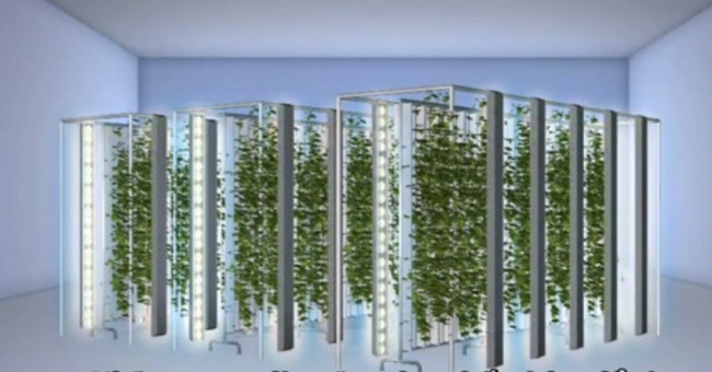 Video: High yield vertical vegetable farm in the US