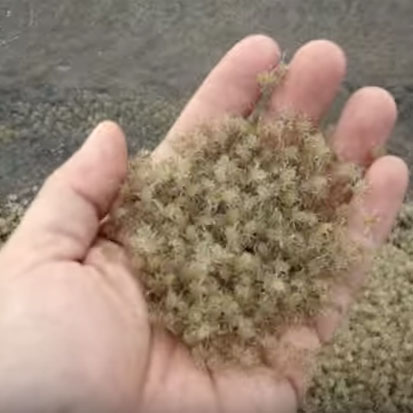Video: Hold 1,000 crabs in the palm of your hand