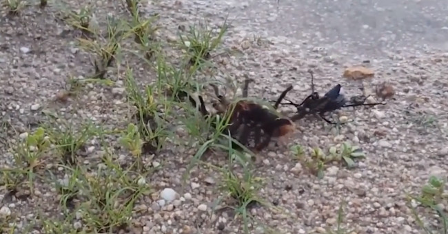 Video: Hornets sting poisoned spiders