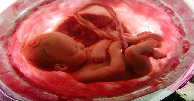 Video: How are people created in the womb?