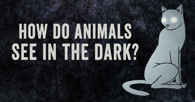 Video: How do animals see in the dark?