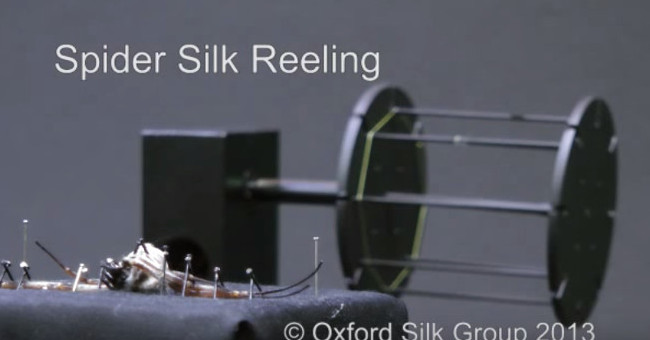 Video: How to clean up the silk inside a spider?