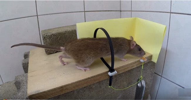 Video: How to make a mousetrap