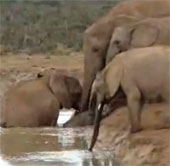 Video: Humorous scenes of mother elephants rescuing children from drowning