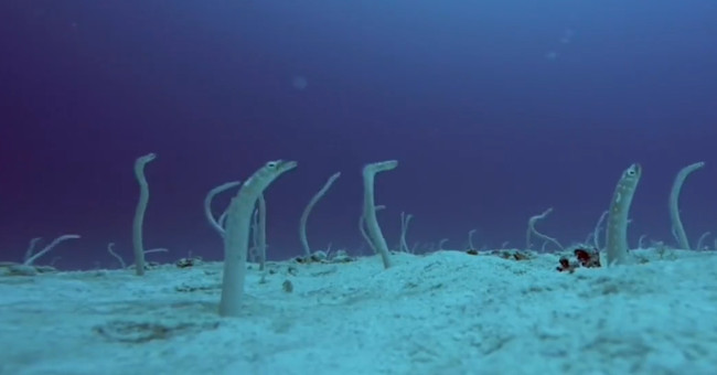 Video: Hundreds of eels rise and disappear under the seabed