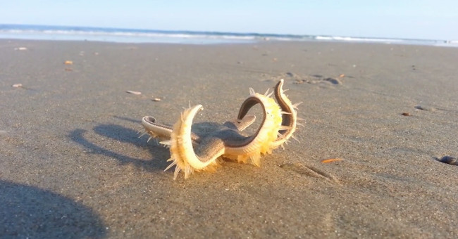 Video: Hundreds of pipe legs help starfish walk on land
